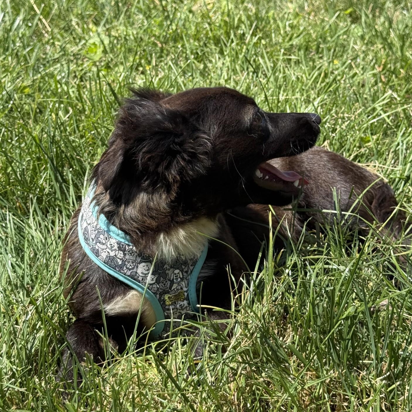 West, an adopted mixed breed in modesto, CA image 5/6