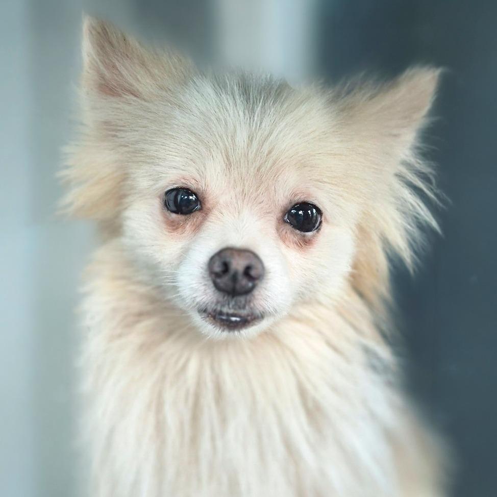 Enlarge Gizmo, a Adoptable Pomeranian in Chapel Hill, NC image 1/4