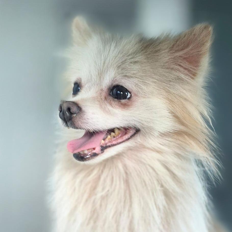 Enlarge Gizmo, a Adoptable Pomeranian in Chapel Hill, NC image 2/4