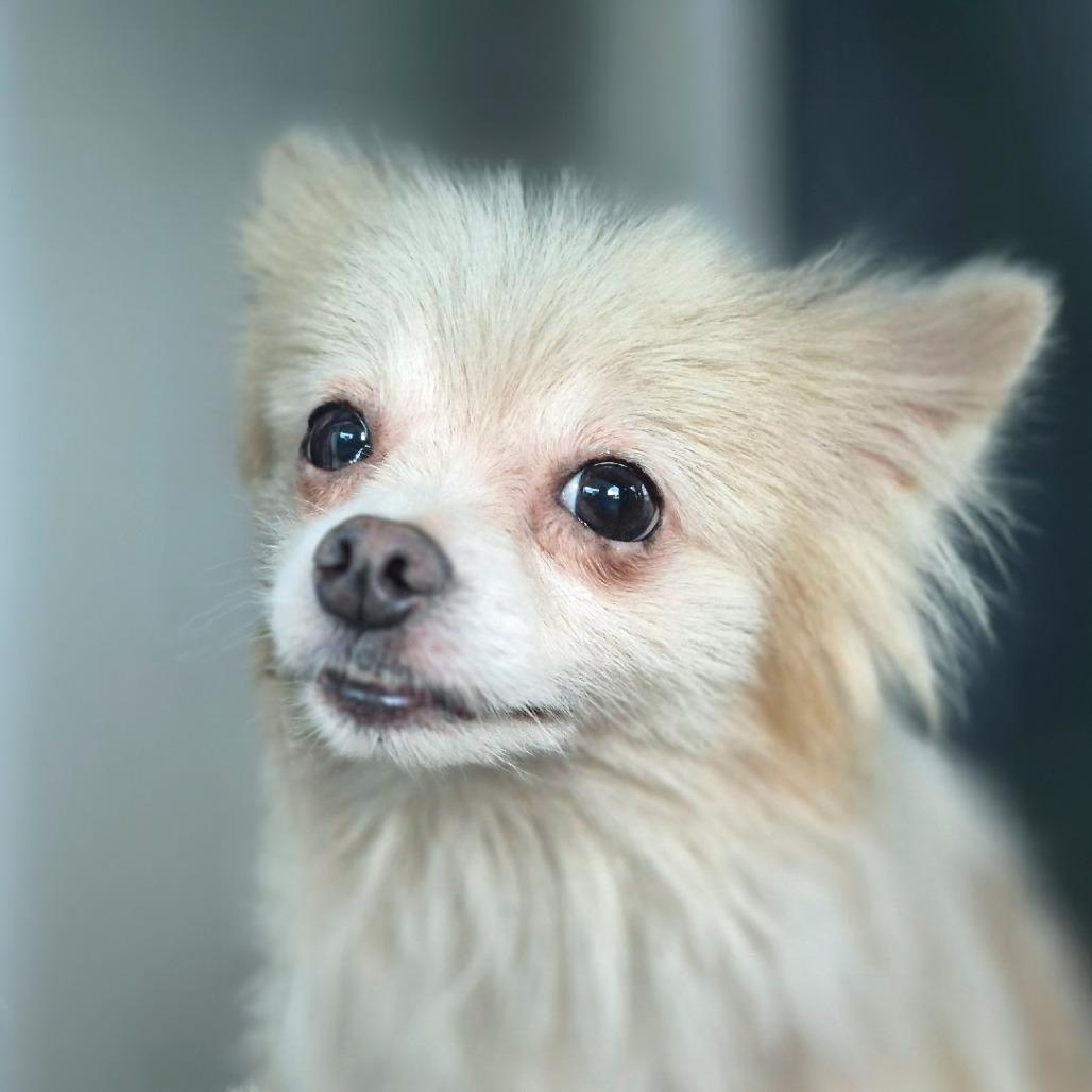 Enlarge Gizmo, a Adoptable Pomeranian in Chapel Hill, NC image 3/4
