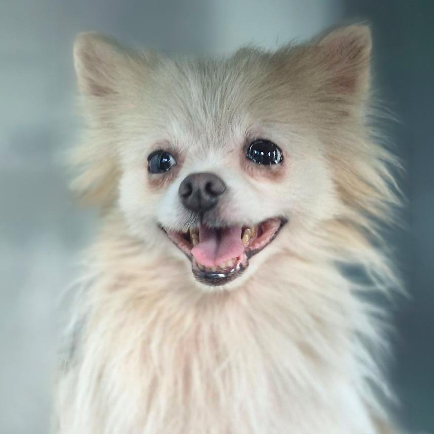 Enlarge Gizmo, a Adoptable Pomeranian in Chapel Hill, NC image 4/4