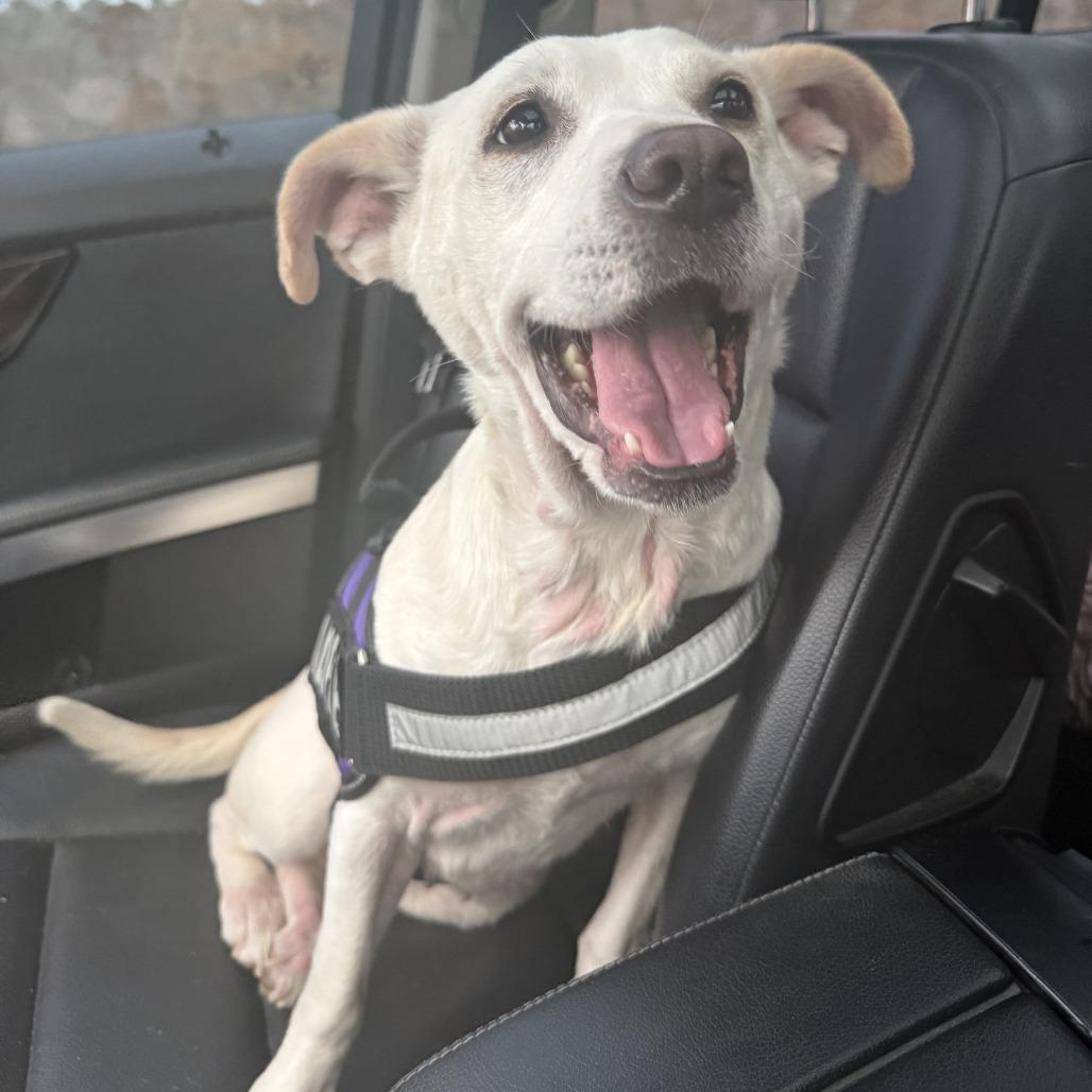 Enlarge Lilly, a Adoptable Mixed Breed in Eureka Springs, AR image 1/6