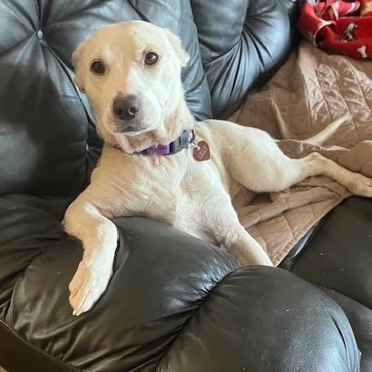 Enlarge Lilly, a Adoptable Mixed Breed in Eureka Springs, AR image 2/6