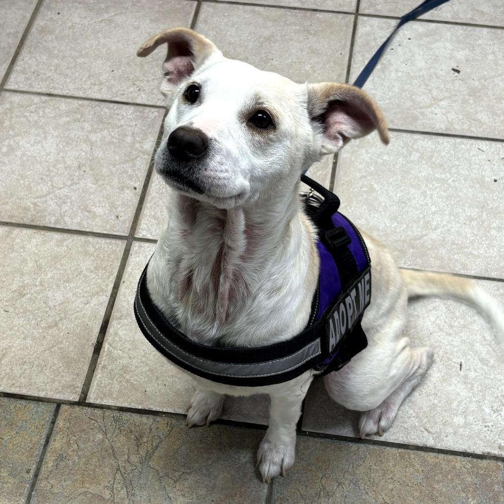 Enlarge Lilly, a Adoptable Mixed Breed in Eureka Springs, AR image 4/6