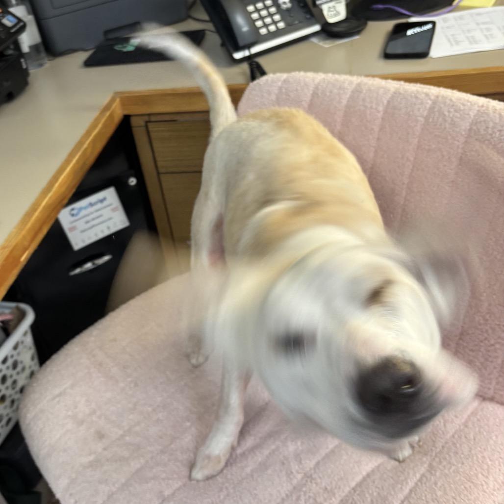 Enlarge Lilly, a Adoptable Mixed Breed in Eureka Springs, AR image 5/6