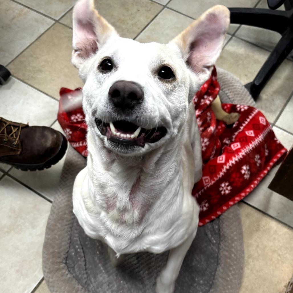 Enlarge Lilly, a Adoptable Mixed Breed in Eureka Springs, AR image 6/6