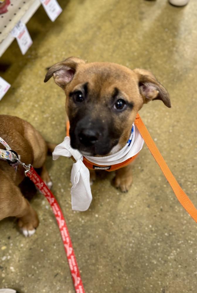 Betty, Adoptable, Puppy Female Shepherd.