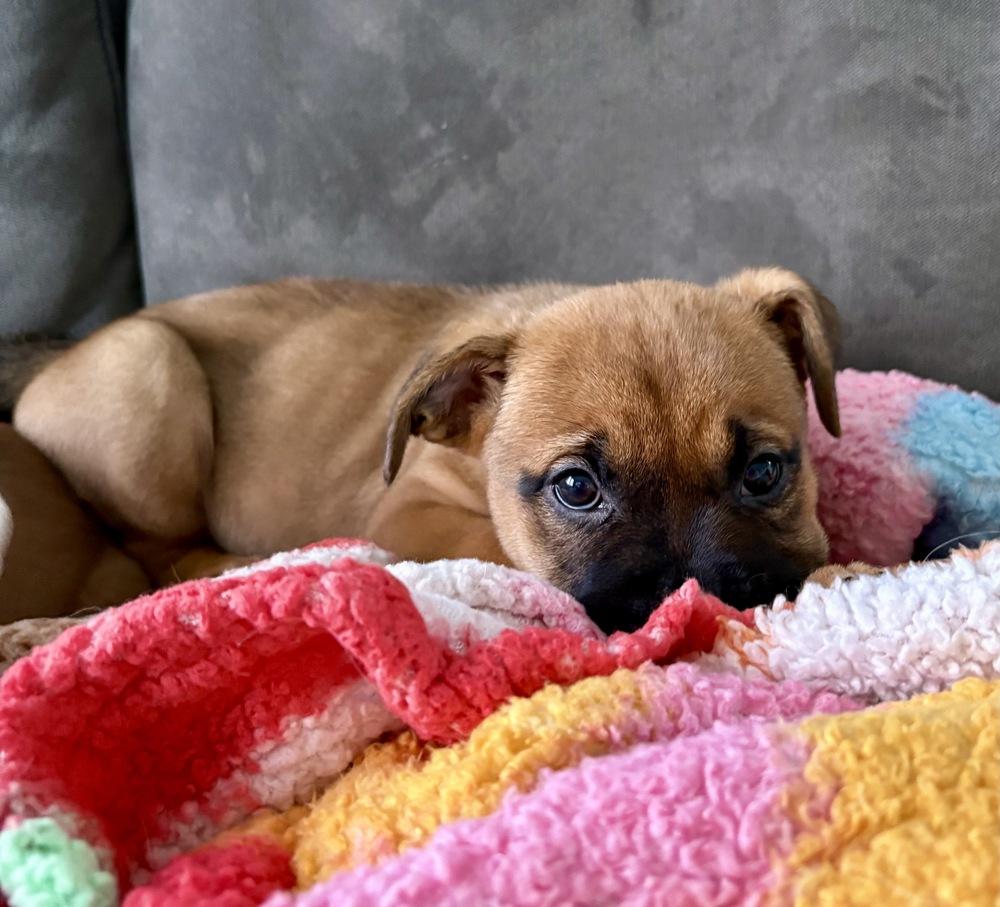 Betty, Adoptable, Puppy Female Shepherd.