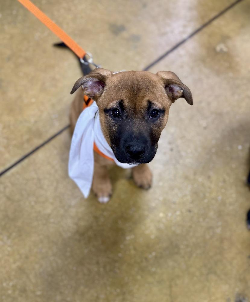 Betty, a Adoptable mixed breed in Greenlawn, NY image 3/6