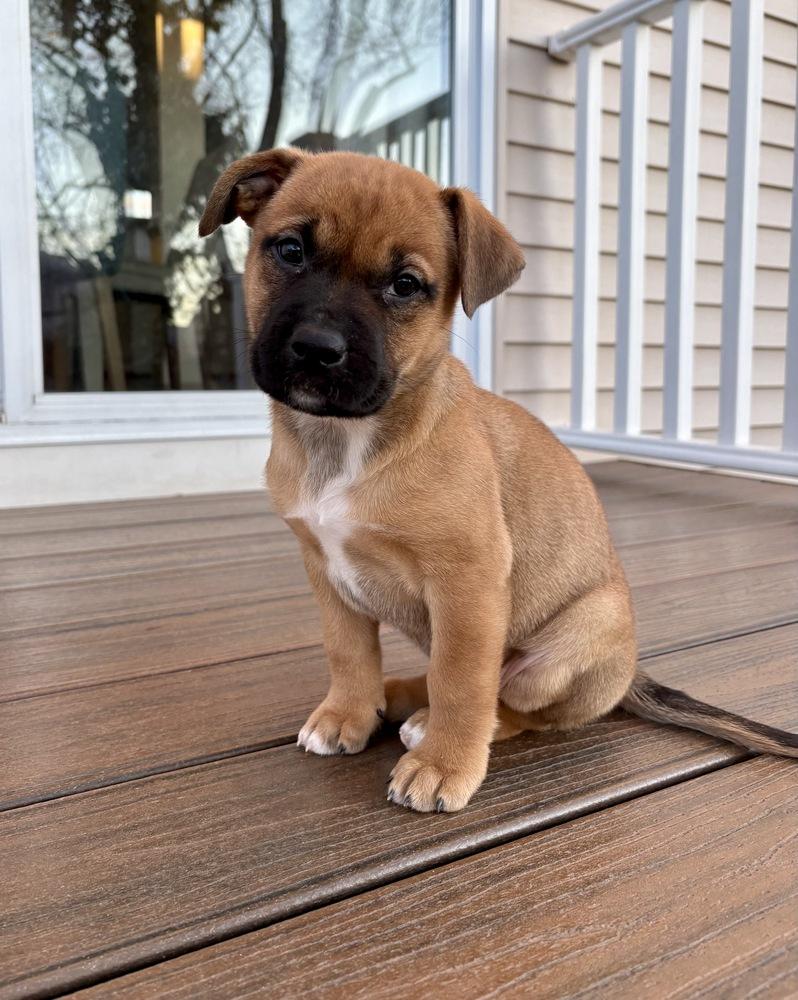 Betty, a Adoptable mixed breed in Greenlawn, NY image 4/6