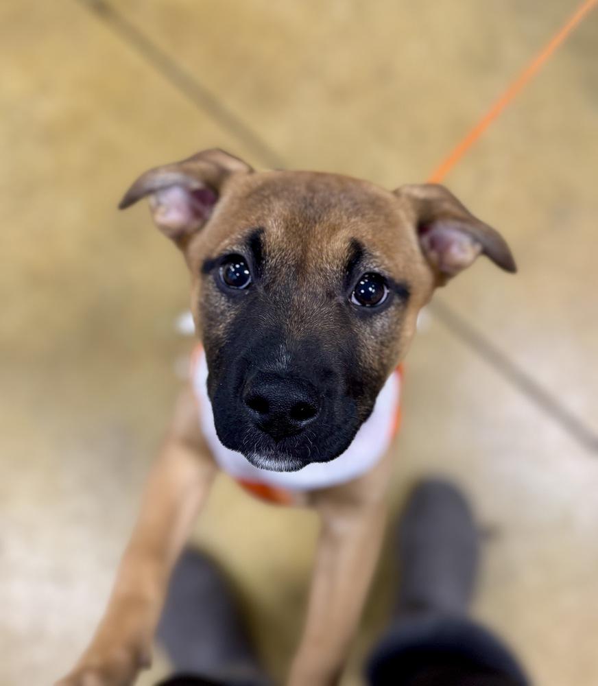 Betty, a Adoptable mixed breed in Greenlawn, NY image 5/6