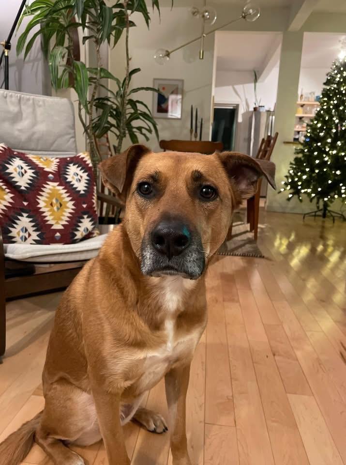 Enlarge Ruby, a Adoptable mixed breed in Winnipeg, MB image 2/4
