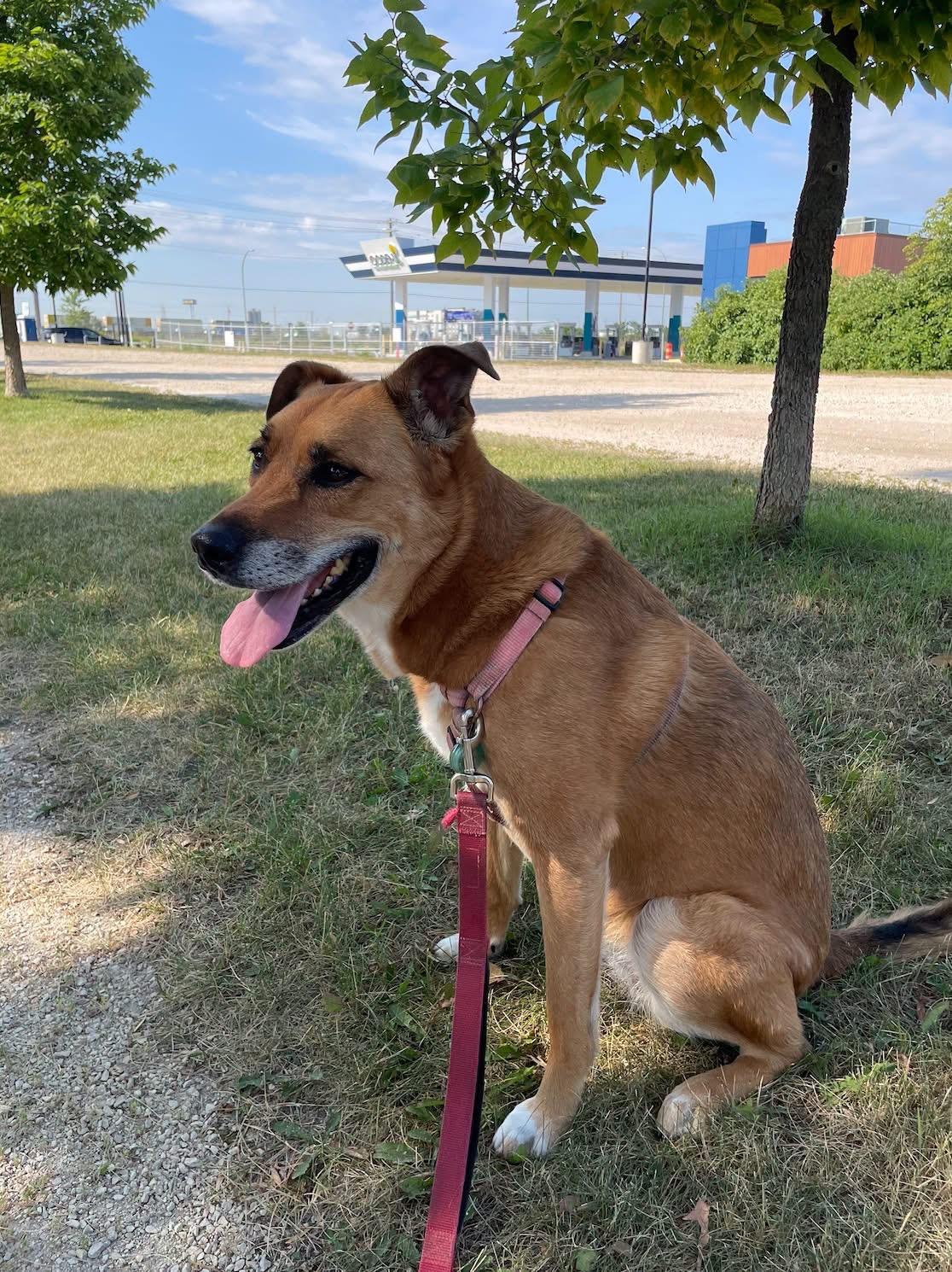 Enlarge Ruby, a Adoptable mixed breed in Winnipeg, MB image 4/4