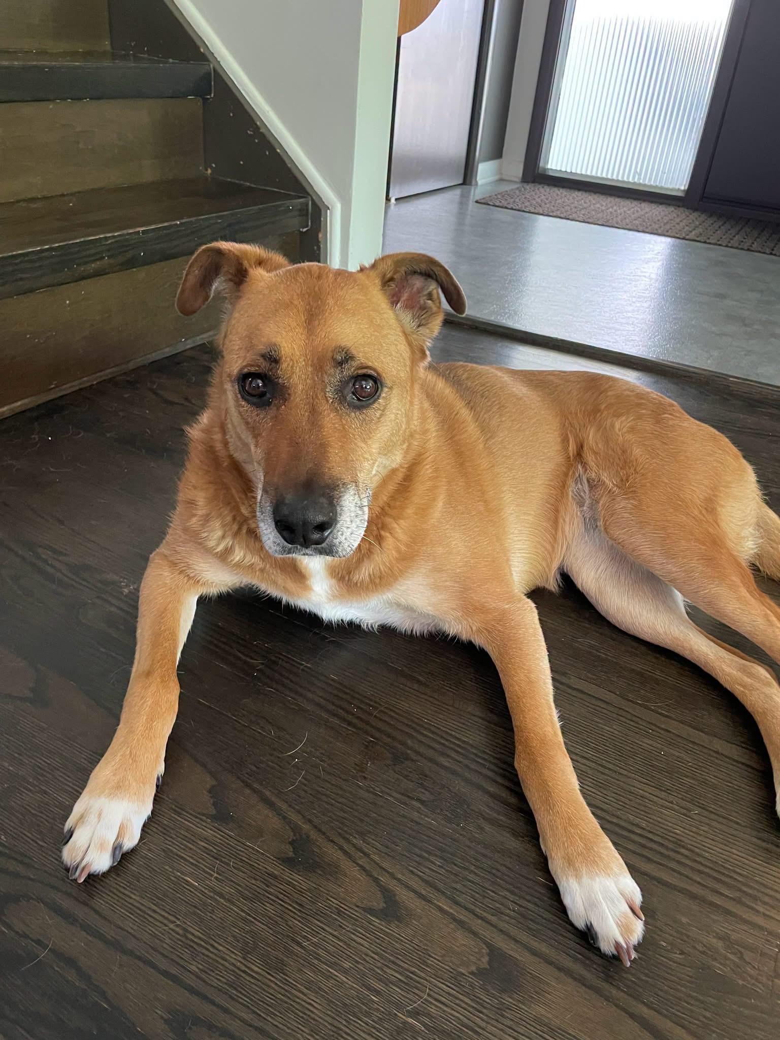Ruby, Adoptable, Adult Female Boxer & Labrador Retriever.