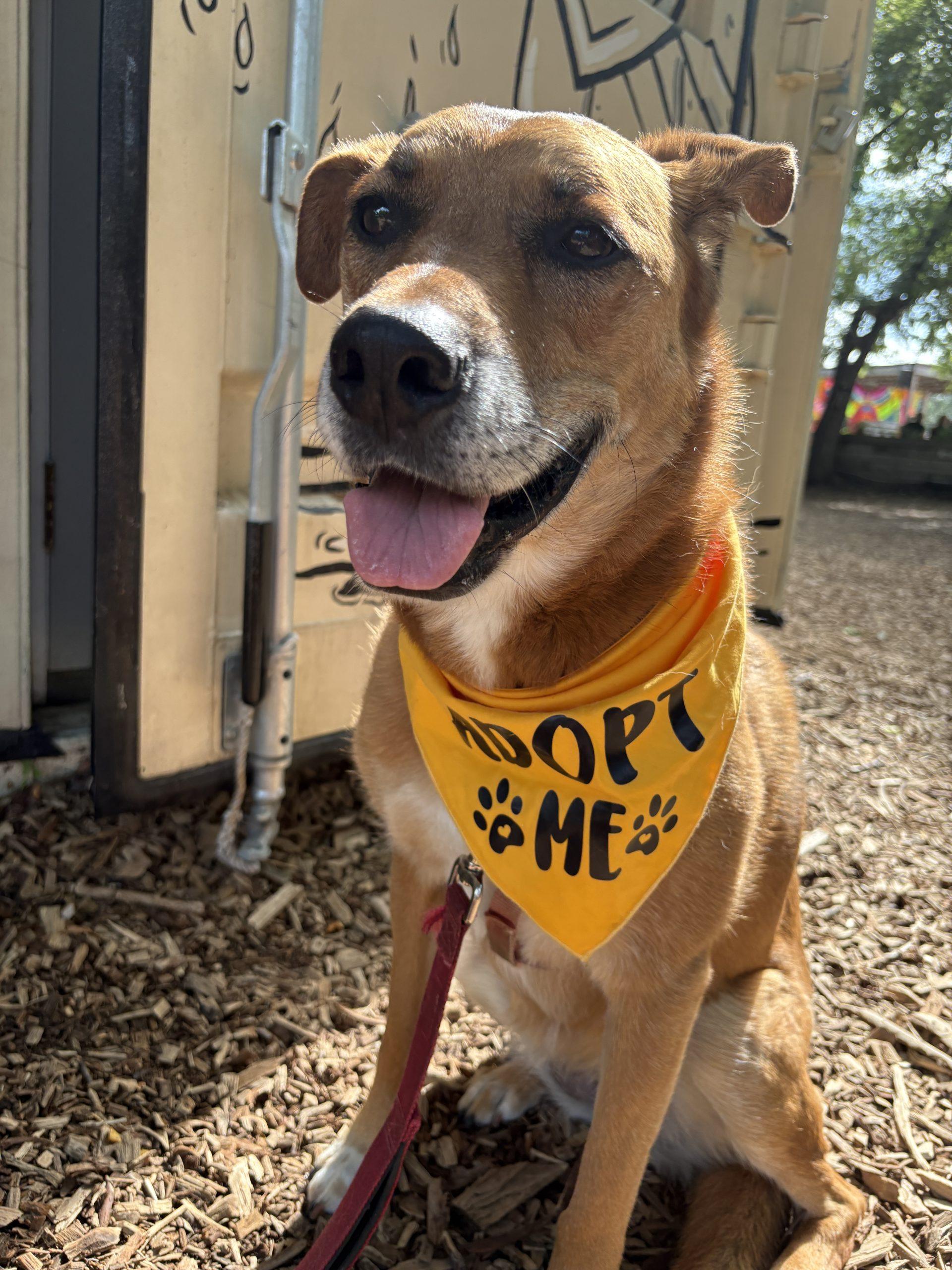 Enlarge Ruby, a Adoptable mixed breed in Winnipeg, MB image 3/4