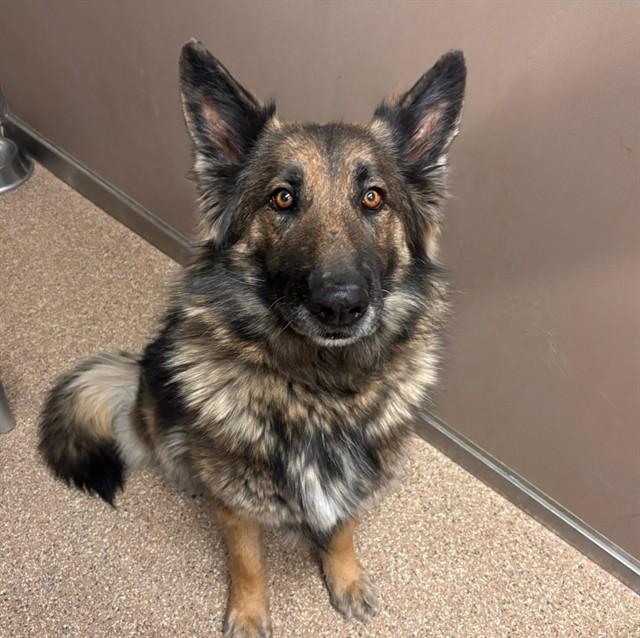 LUCKY, Adoptable, Adult Female German Shepherd Dog.