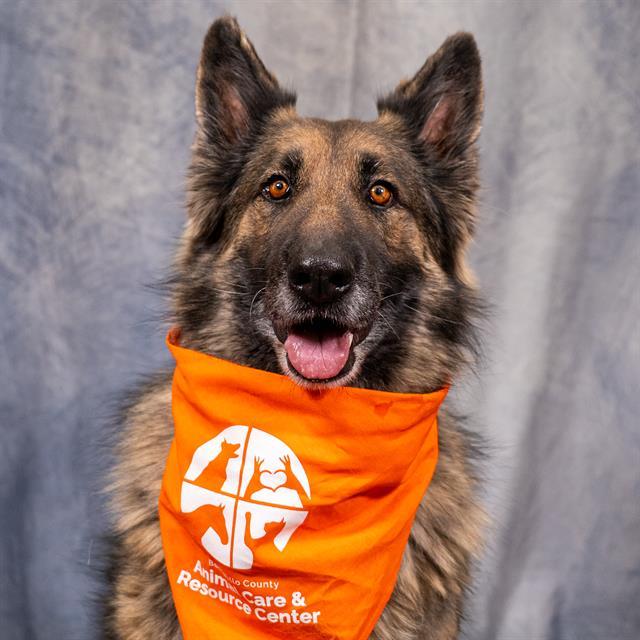 LUCKY, Adoptable, Adult Female German Shepherd Dog.