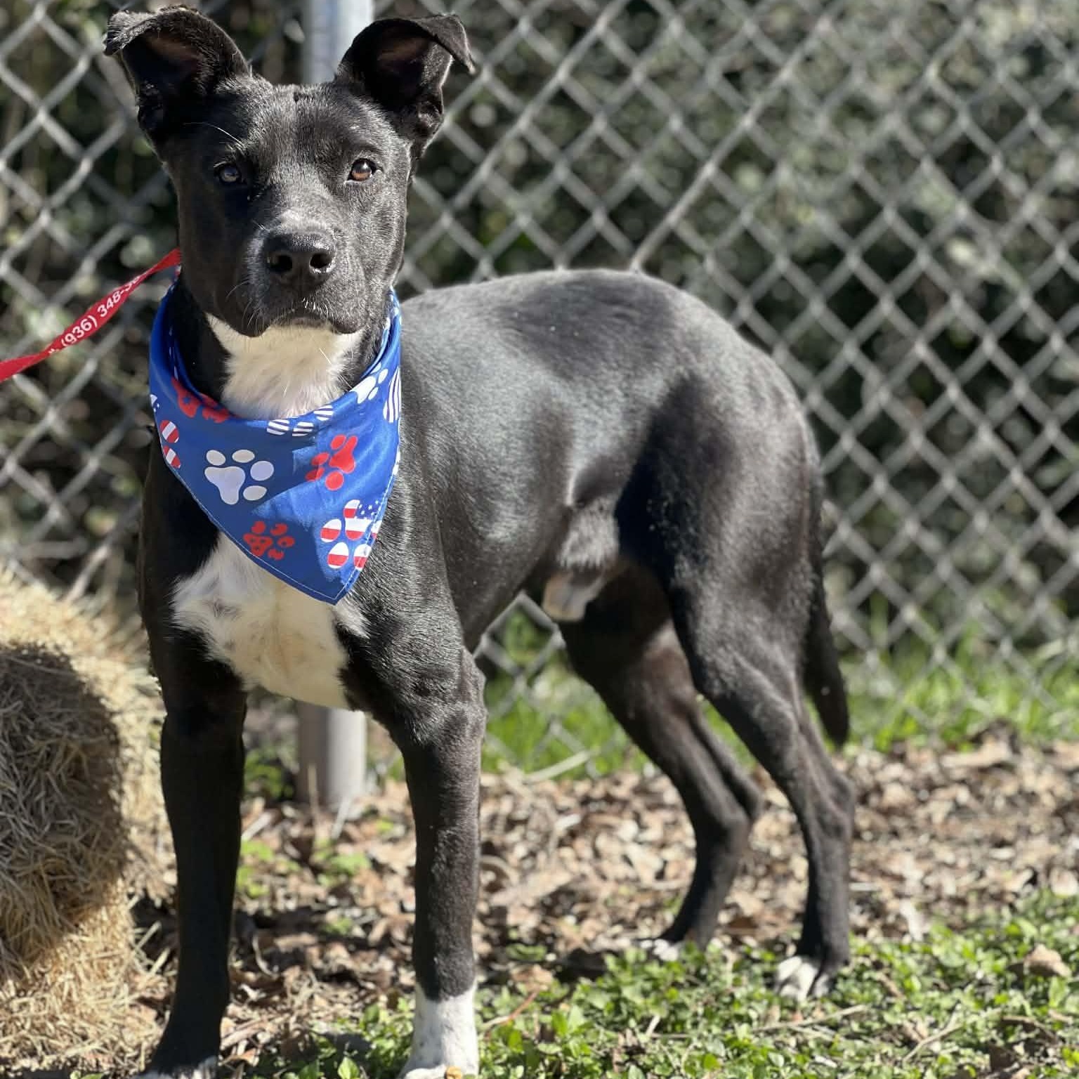 Enlarge Joey, a ADOPTABLE mixed breed in Madisonville, TX image 1/4
