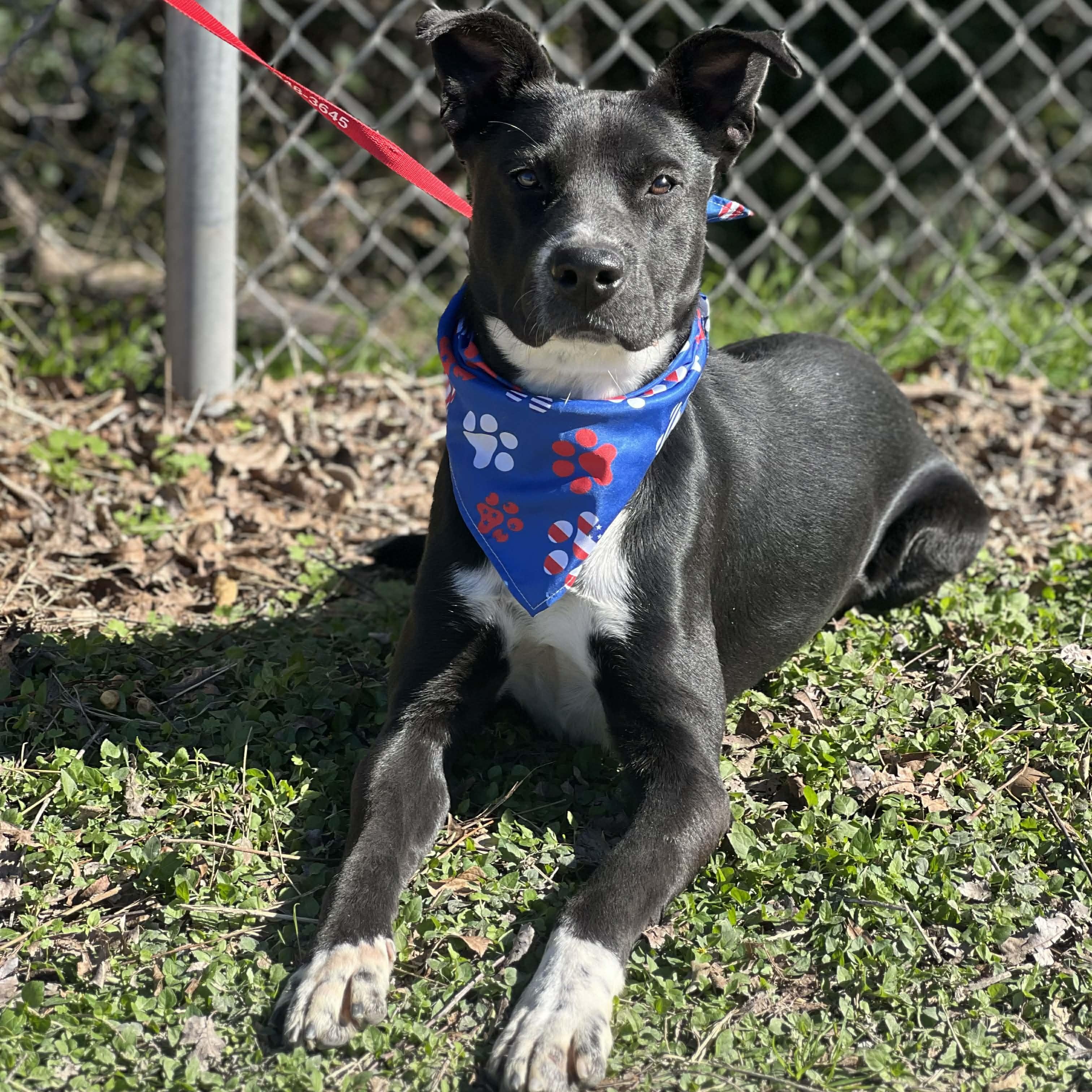 Enlarge Joey, a ADOPTABLE mixed breed in Madisonville, TX image 2/4