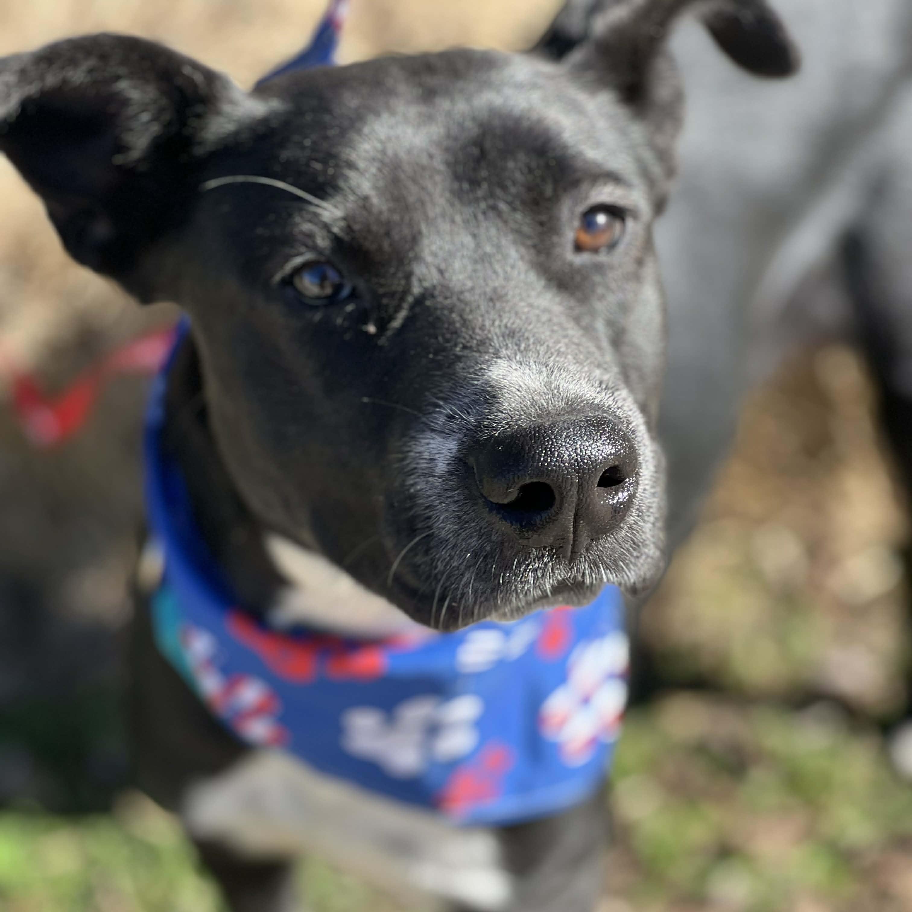 Enlarge Joey, a ADOPTABLE mixed breed in Madisonville, TX image 4/4