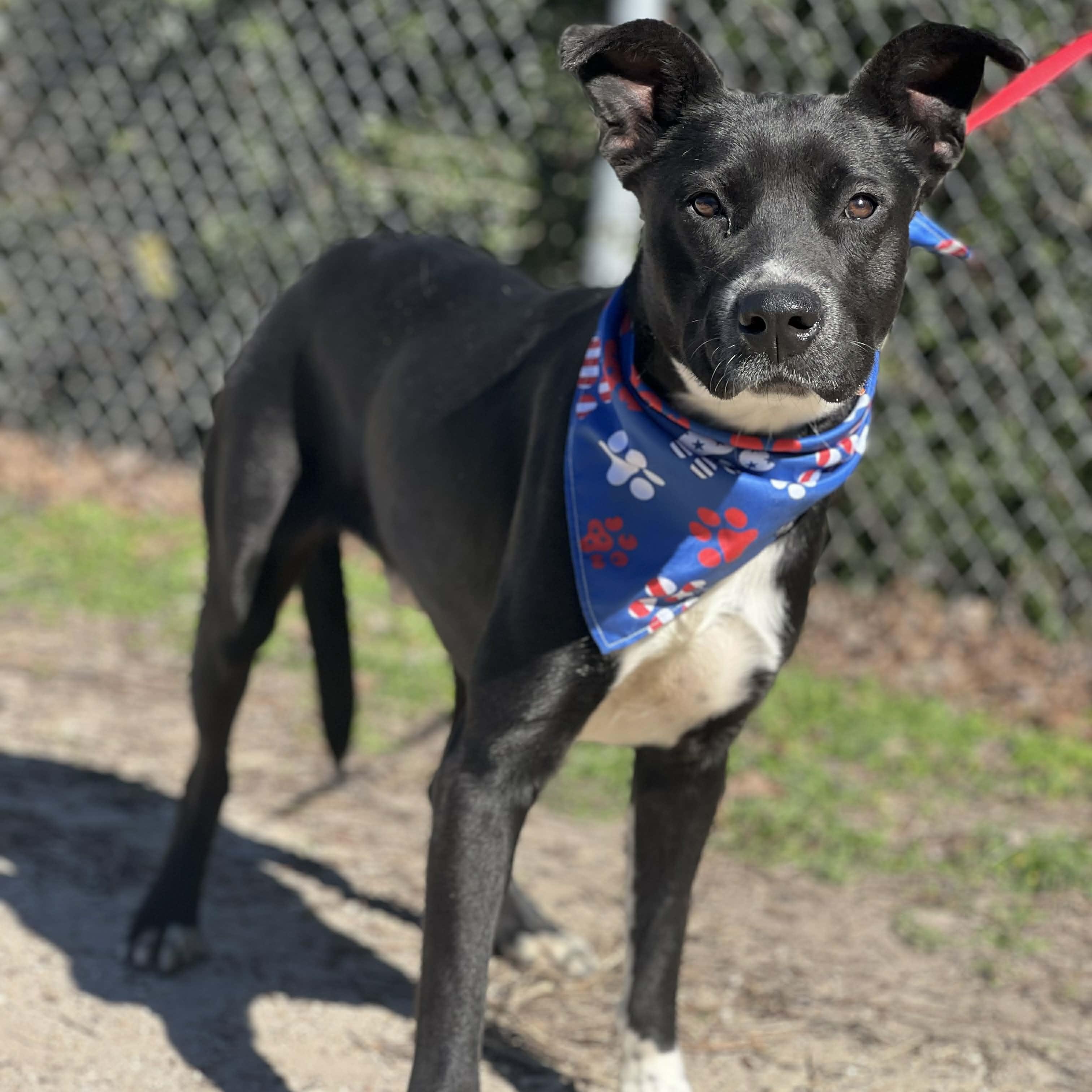 Enlarge Joey, a ADOPTABLE mixed breed in Madisonville, TX image 3/4
