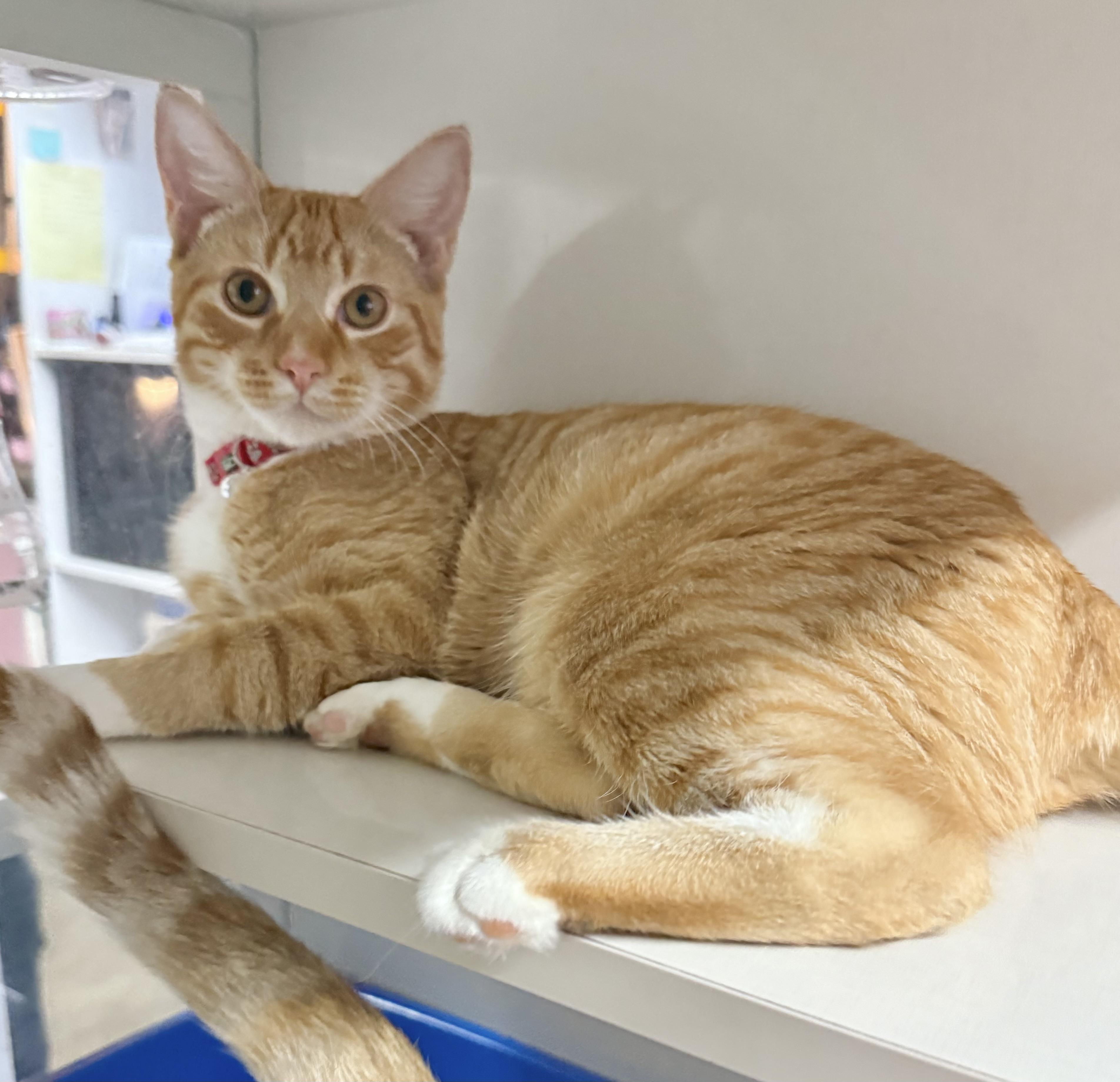 Spring Roll, Adoptable, Young Male Tabby.