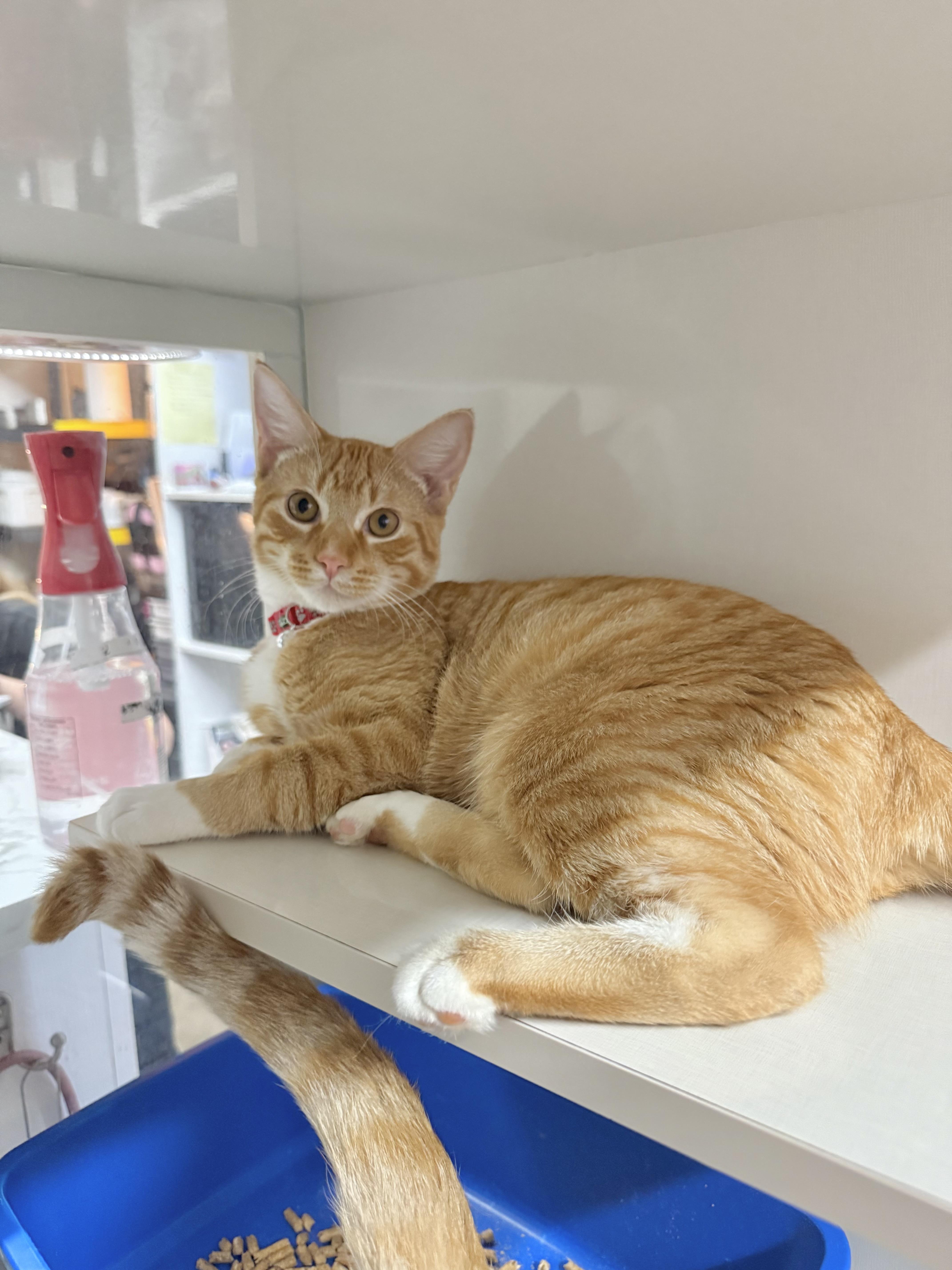 Enlarge Spring Roll, a Adoptable Tabby in Tavares, FL image 2/2