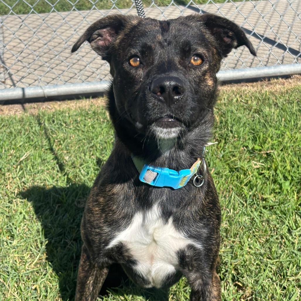 Enlarge Lobo, a Adoptable mixed breed in League City, TX image 1/3