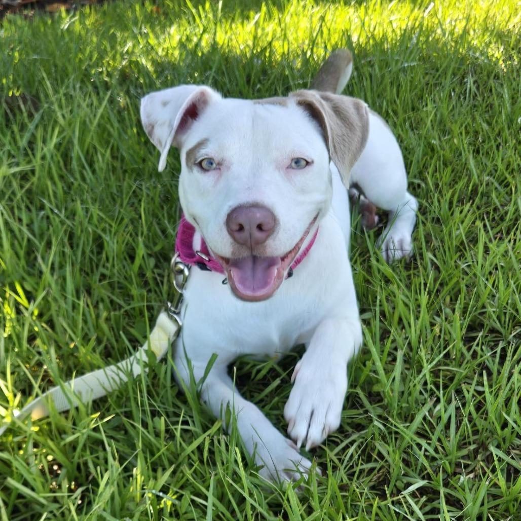 Enlarge Dosey Doe Over, a Adoptable mixed breed in Bradenton, FL image 1/3