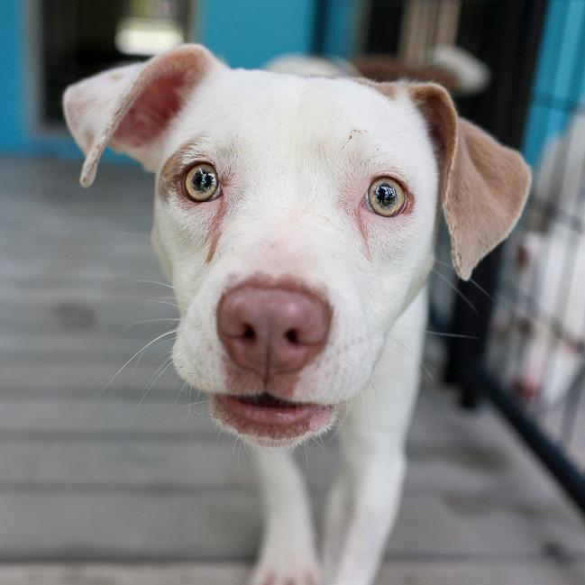 Enlarge Dosey Doe Over, a Adoptable mixed breed in Bradenton, FL image 2/3