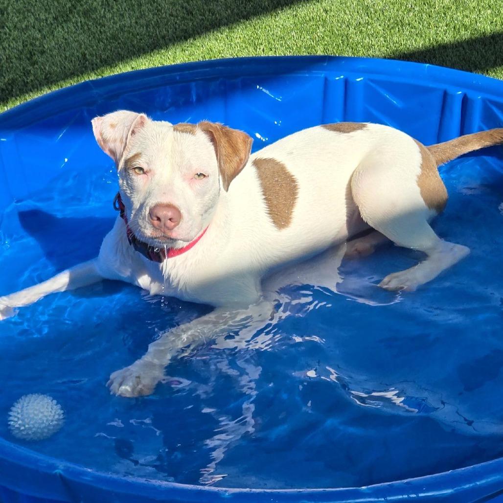 Enlarge Dosey Doe Over, a Adoptable mixed breed in Bradenton, FL image 3/3