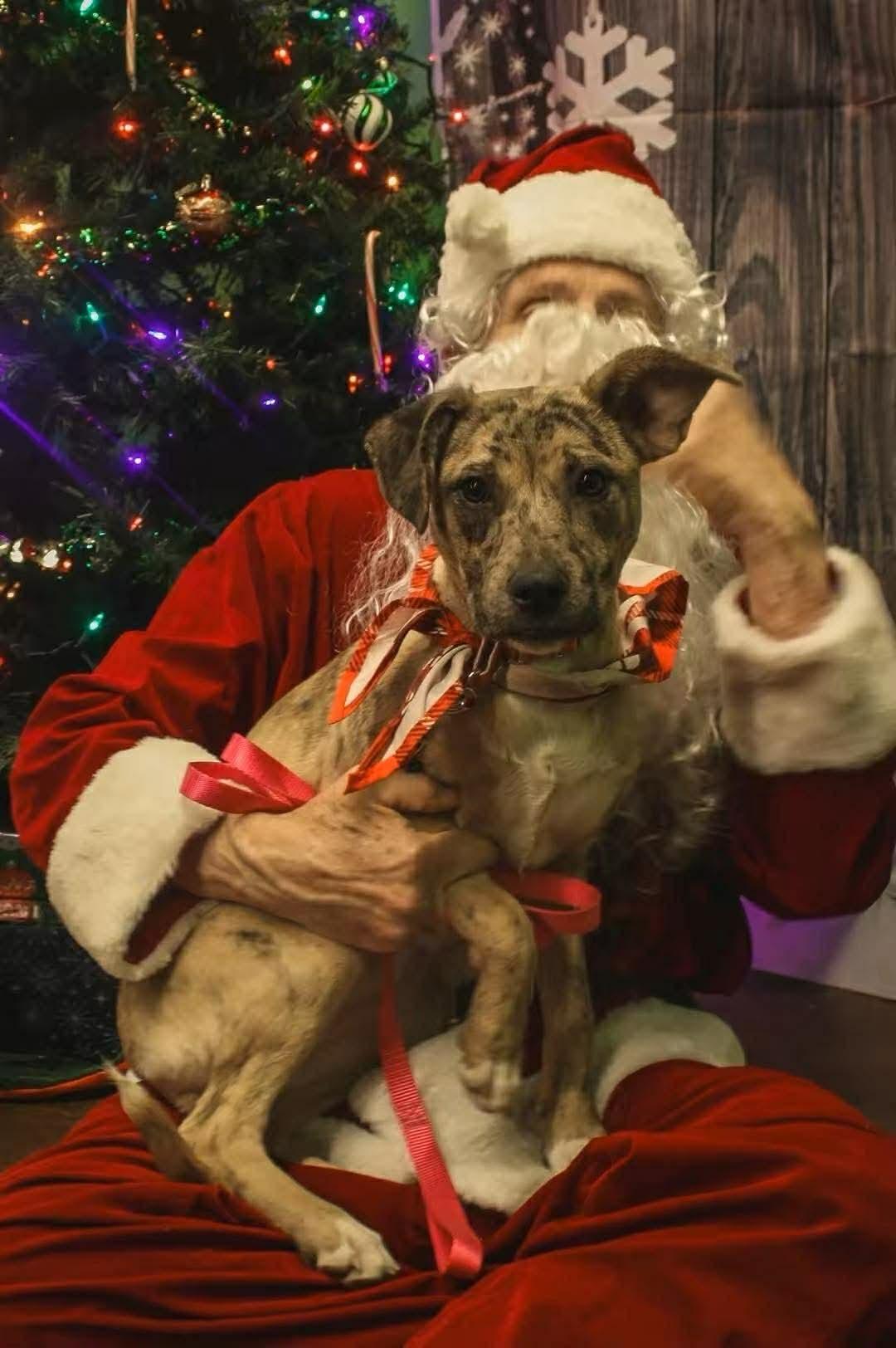 Jane, a Adoptable mixed breed in Portland, ME image 4/6