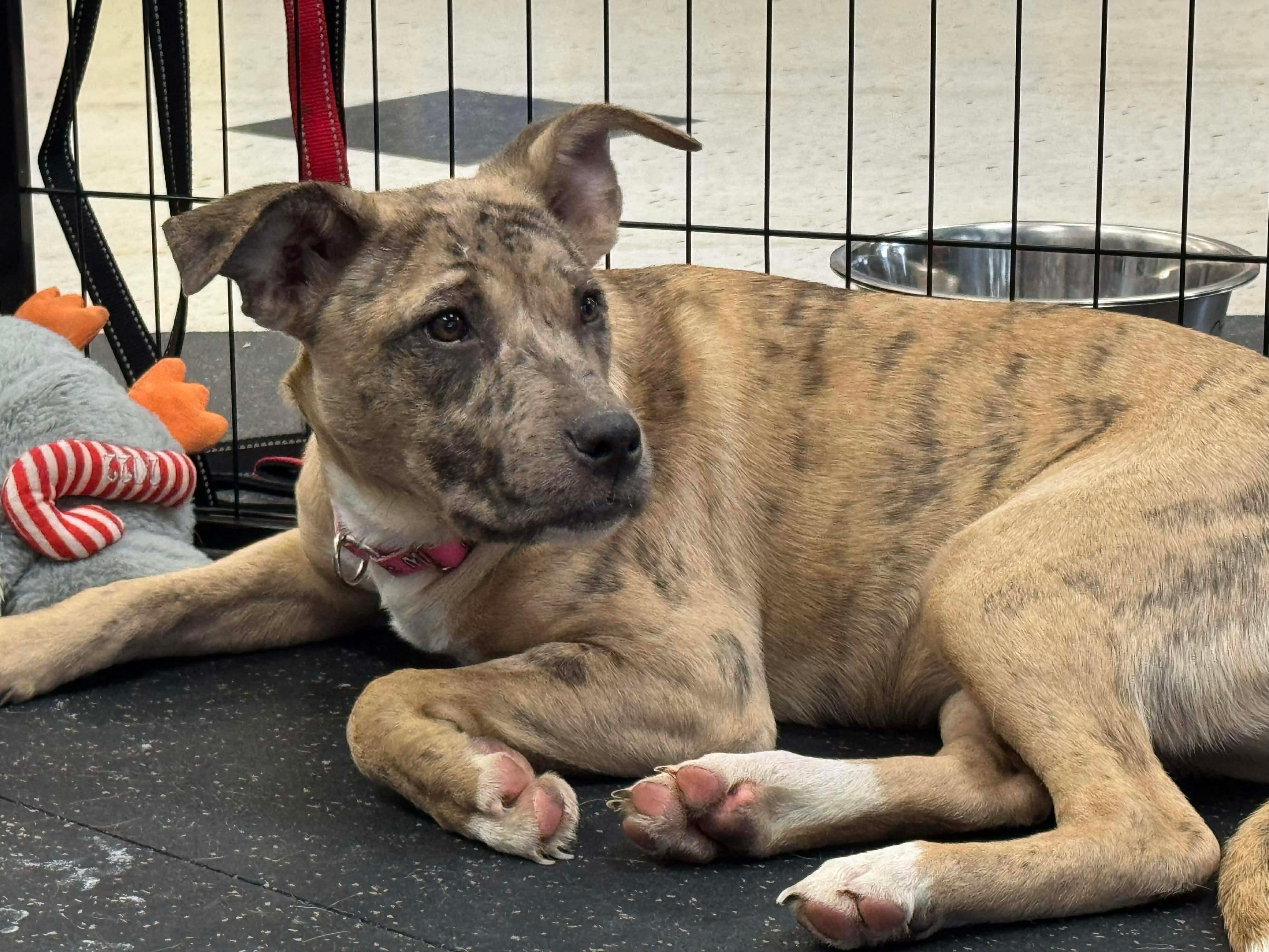 Jane, a Adoptable mixed breed in Portland, ME image 6/6