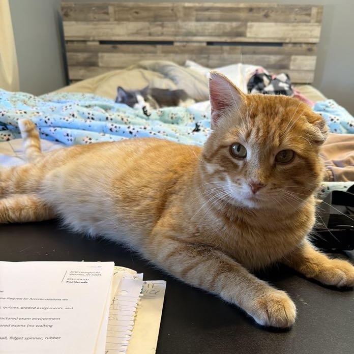 Enlarge Simon Peter aka Big Boy, a ADOPTABLE Domestic Short Hair in Charles City, IA image 3/6