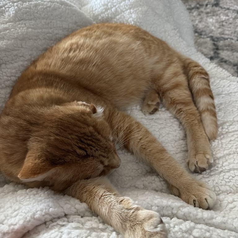 Enlarge Simon Peter aka Big Boy, a ADOPTABLE Domestic Short Hair in Charles City, IA image 5/6