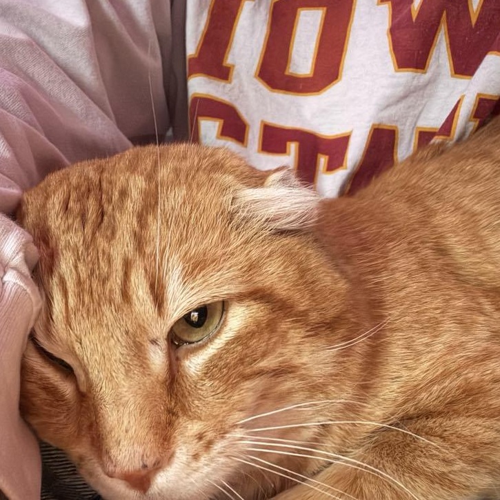 Enlarge Simon Peter aka Big Boy, a ADOPTABLE Domestic Short Hair in Charles City, IA image 4/6