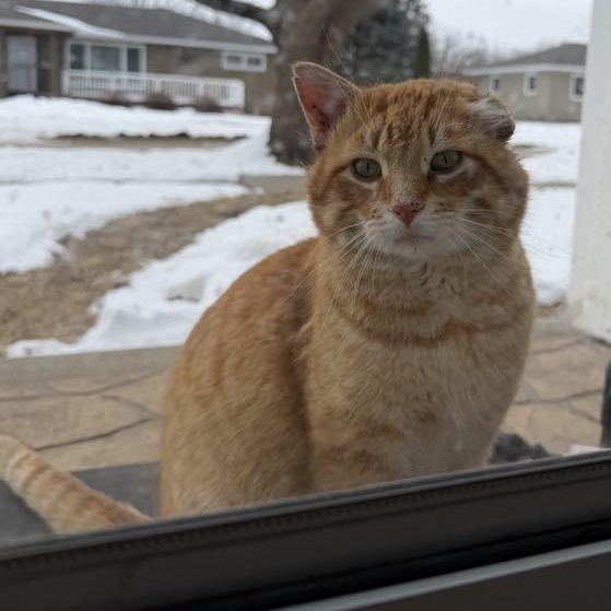 Enlarge Simon Peter aka Big Boy, a ADOPTABLE Domestic Short Hair in Charles City, IA image 2/6