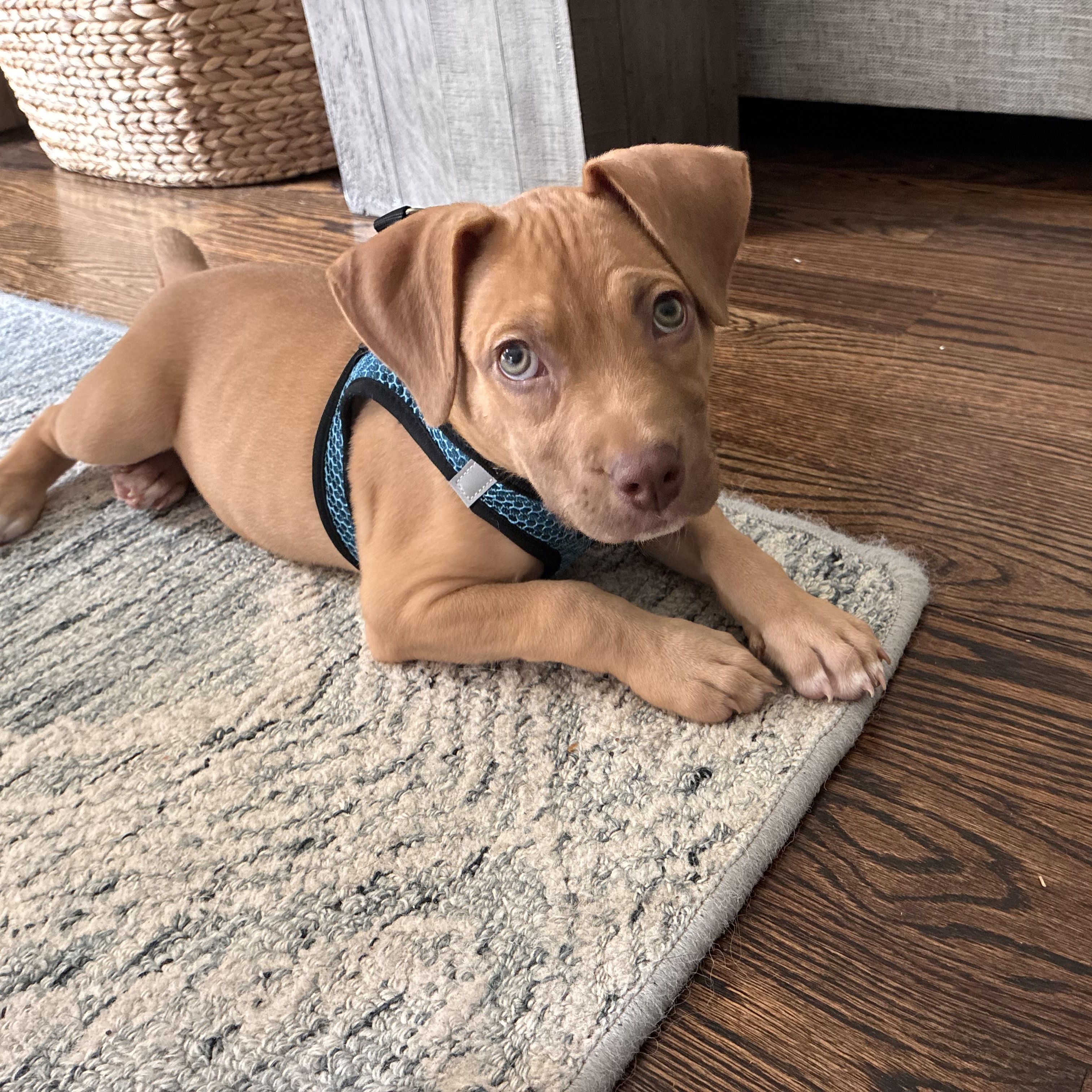 Enlarge Dolly, an adopted mixed breed in Brentwood, TN image 3/4
