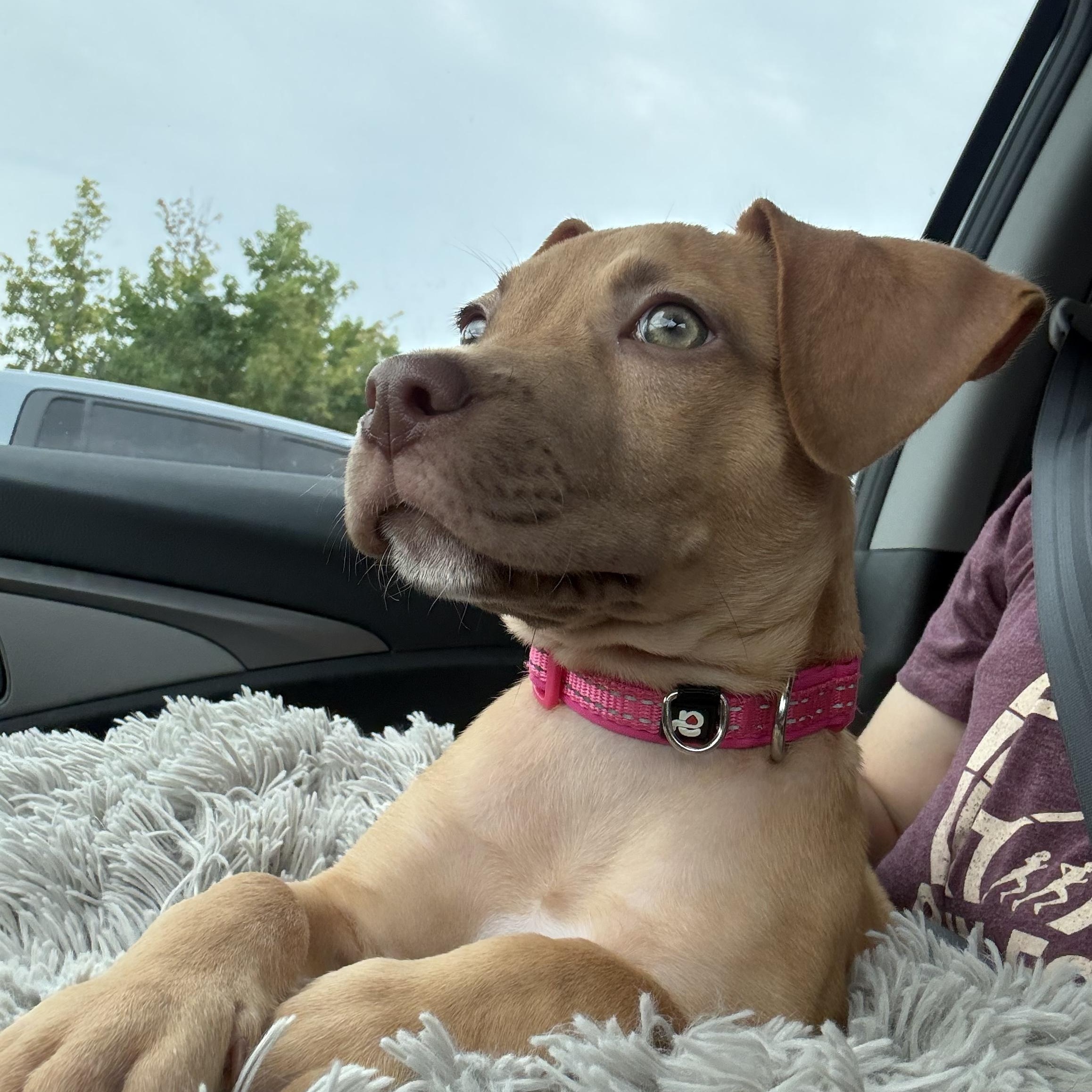 Enlarge Dolly, an adopted mixed breed in Brentwood, TN image 4/4