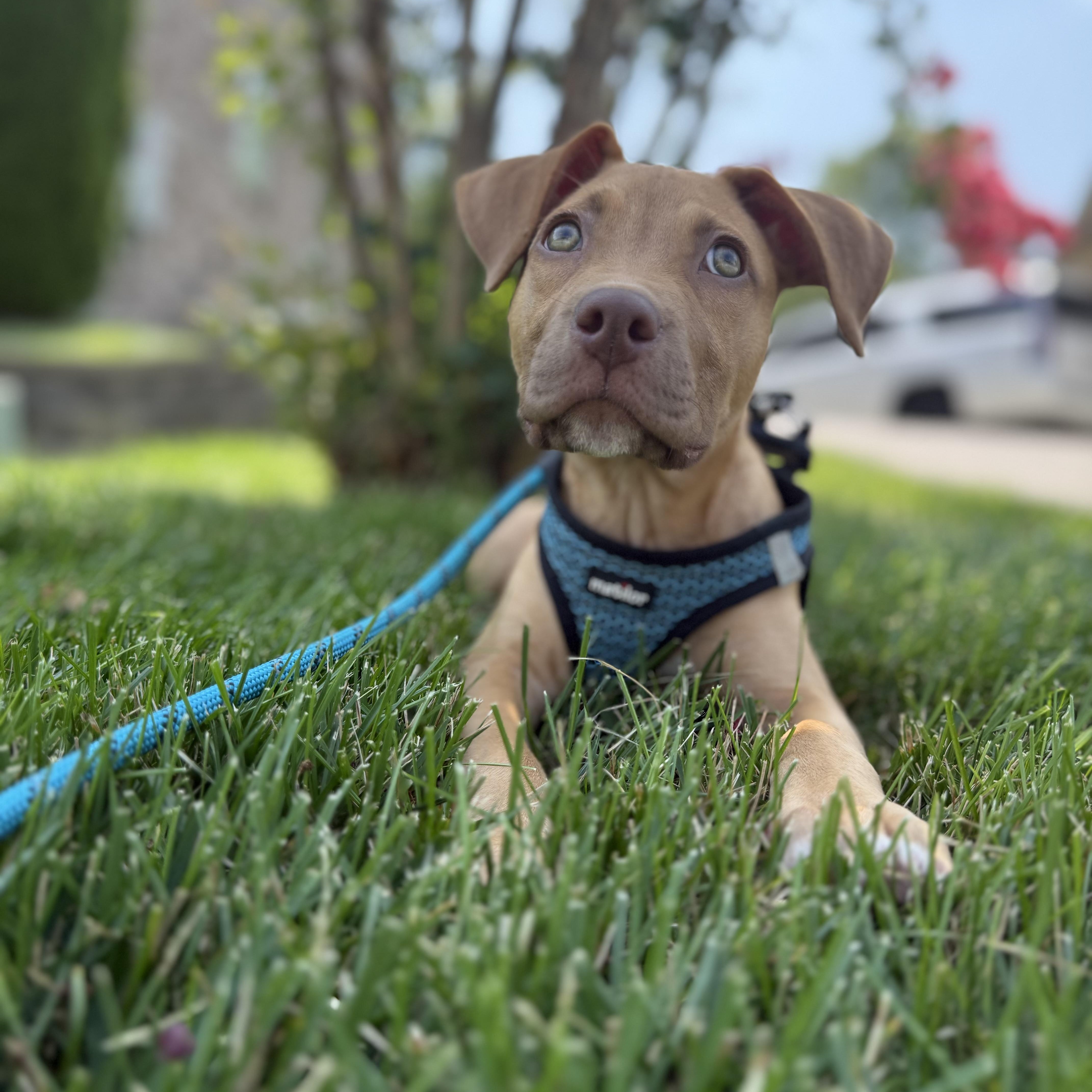 Dolly, adopted, Puppy Female Labrador Retriever & Pit Bull Terrier.