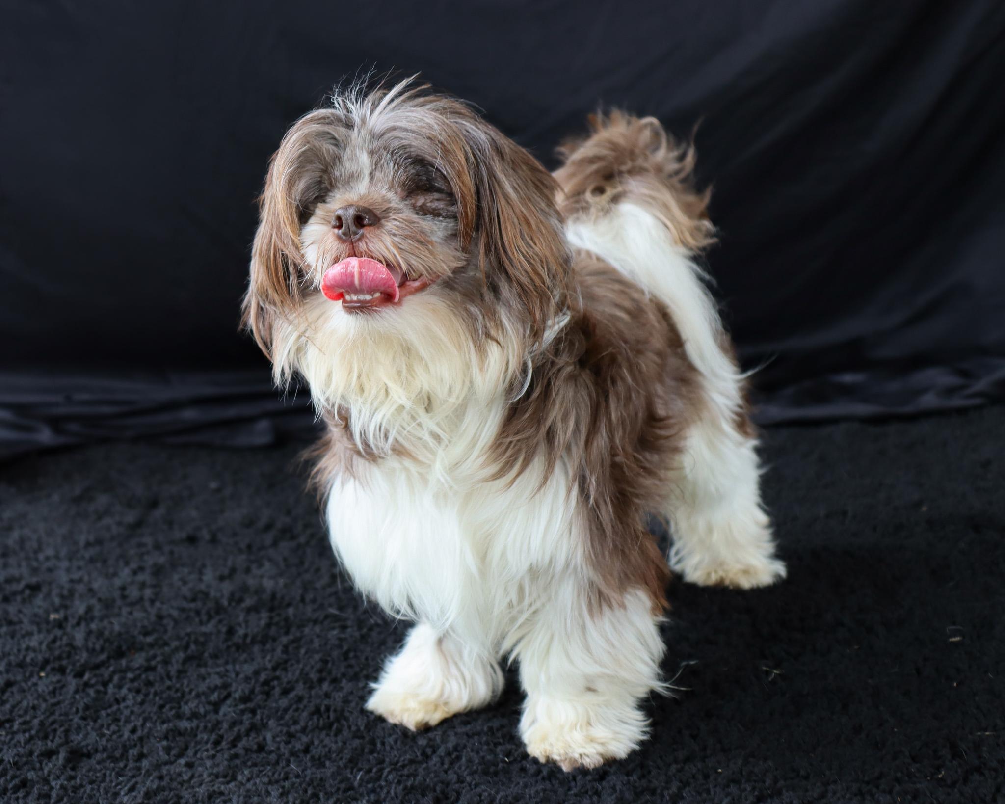 Enlarge Harry (Adoption Pending), an adopted Shih Tzu in Ocean Springs, MS image 1/4