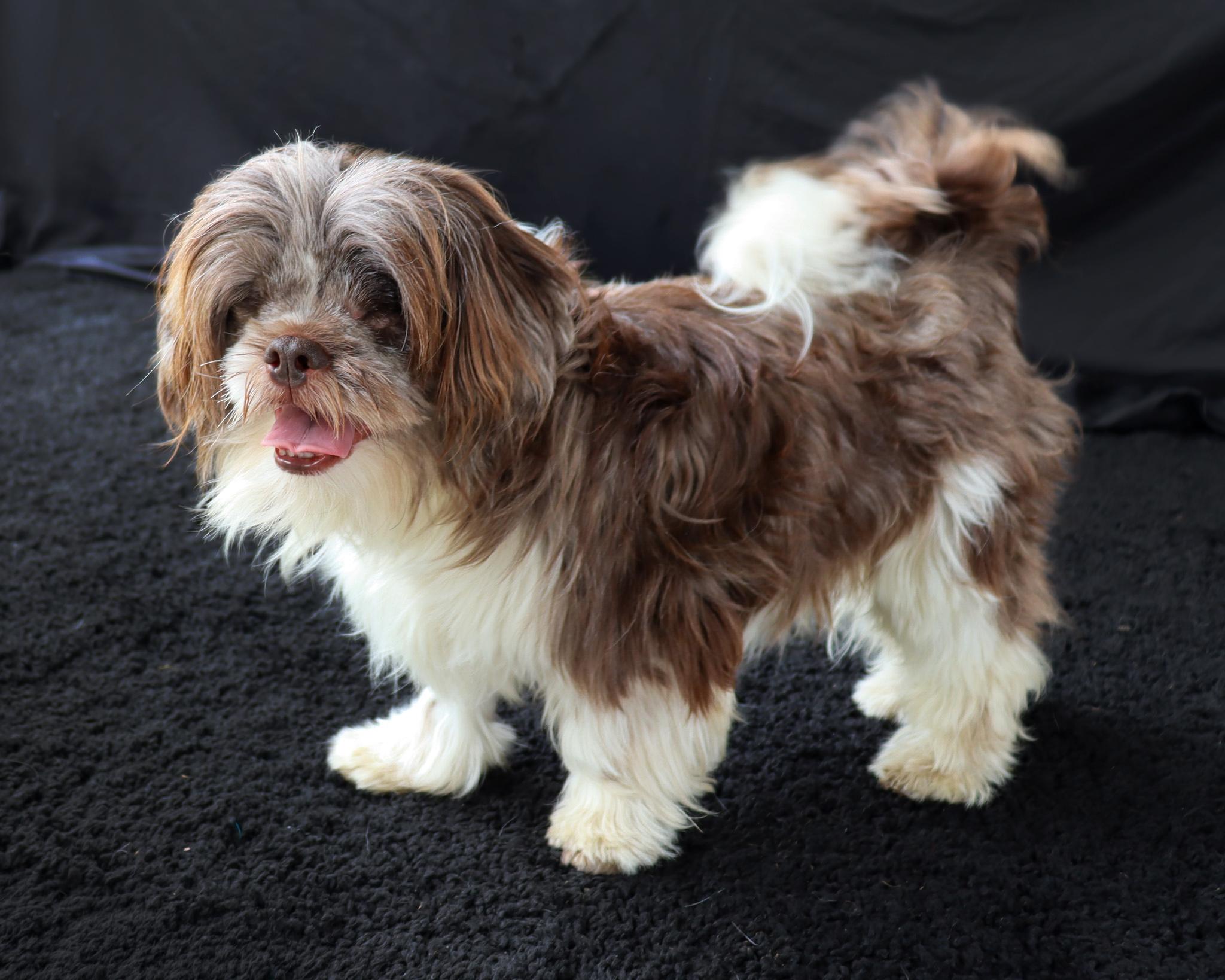 Enlarge Harry (Adoption Pending), an adopted Shih Tzu in Ocean Springs, MS image 3/4
