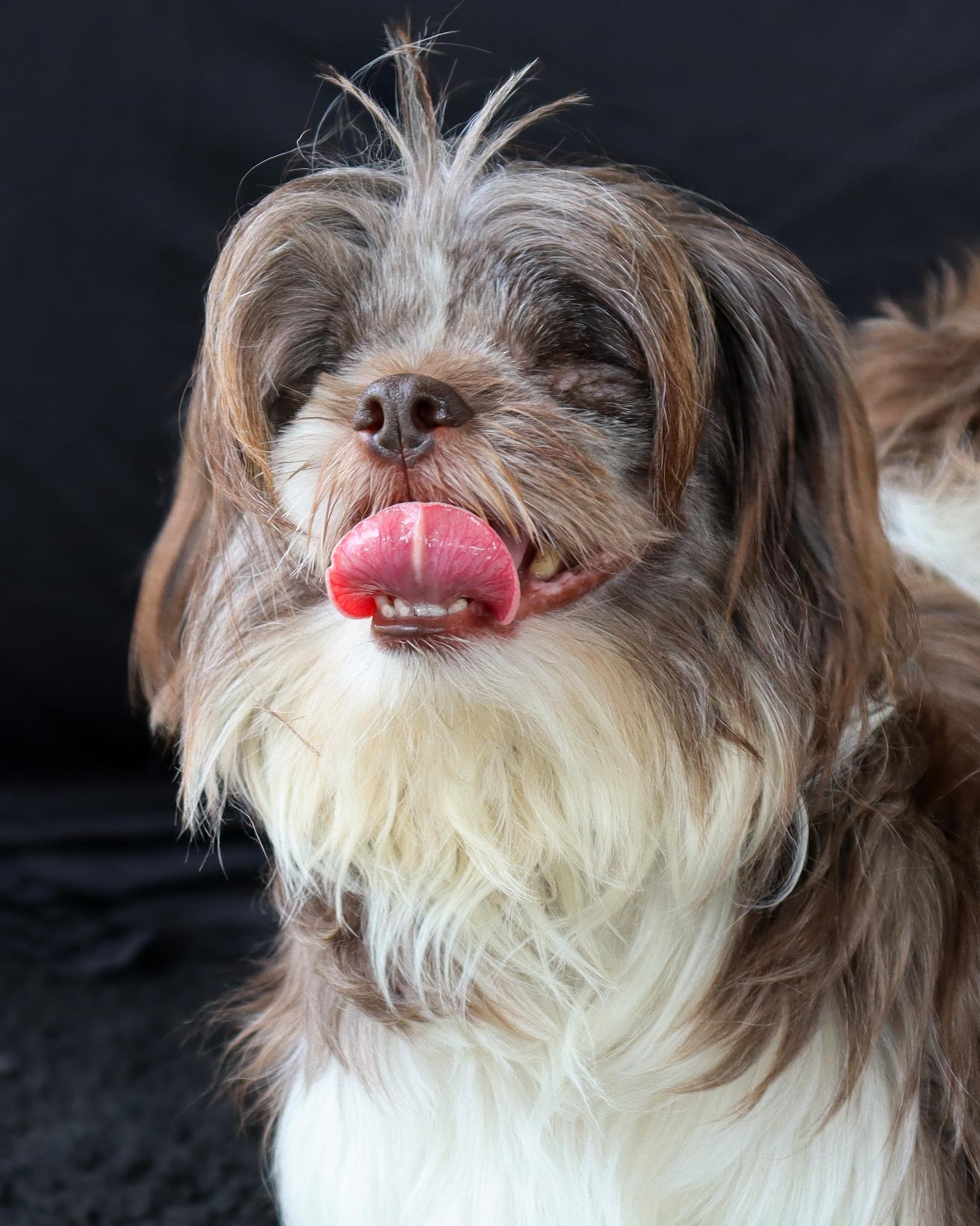 Enlarge Harry (Adoption Pending), an adopted Shih Tzu in Ocean Springs, MS image 4/4