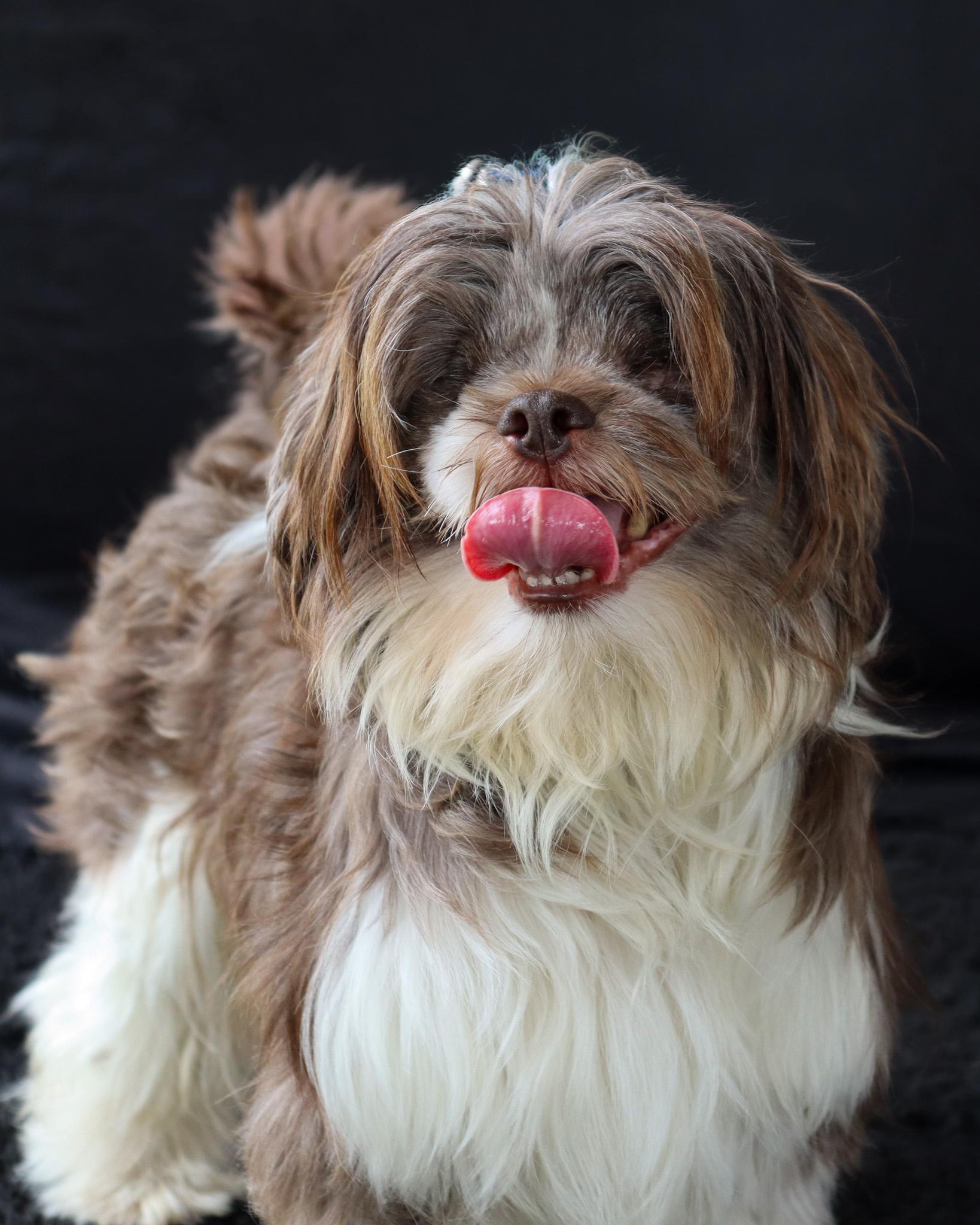 Enlarge Harry (Adoption Pending), an adopted Shih Tzu in Ocean Springs, MS image 2/4