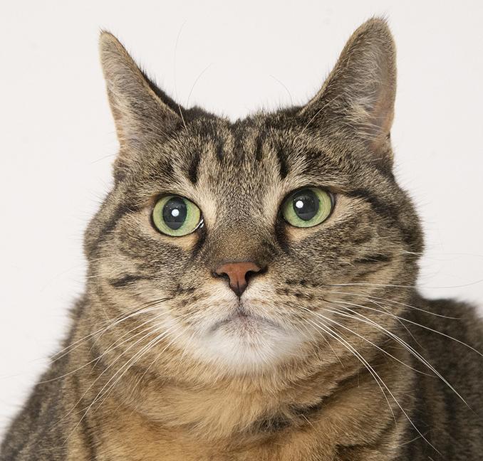 Zelda, ADOPTABLE, Senior Female Domestic Short Hair.