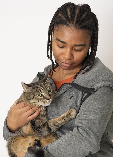 Enlarge Zelda, a ADOPTABLE Domestic Short Hair in Chicago, IL image 2/4