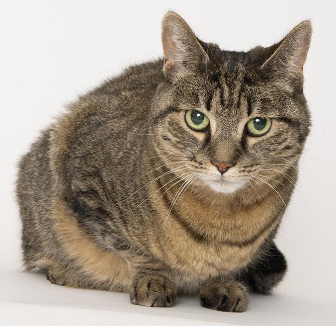 Enlarge Zelda, a ADOPTABLE Domestic Short Hair in Chicago, IL image 3/4