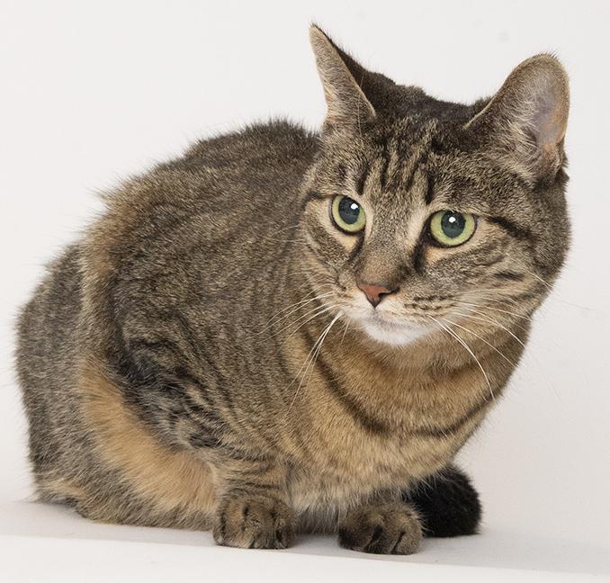 Enlarge Zelda, a ADOPTABLE Domestic Short Hair in Chicago, IL image 4/4