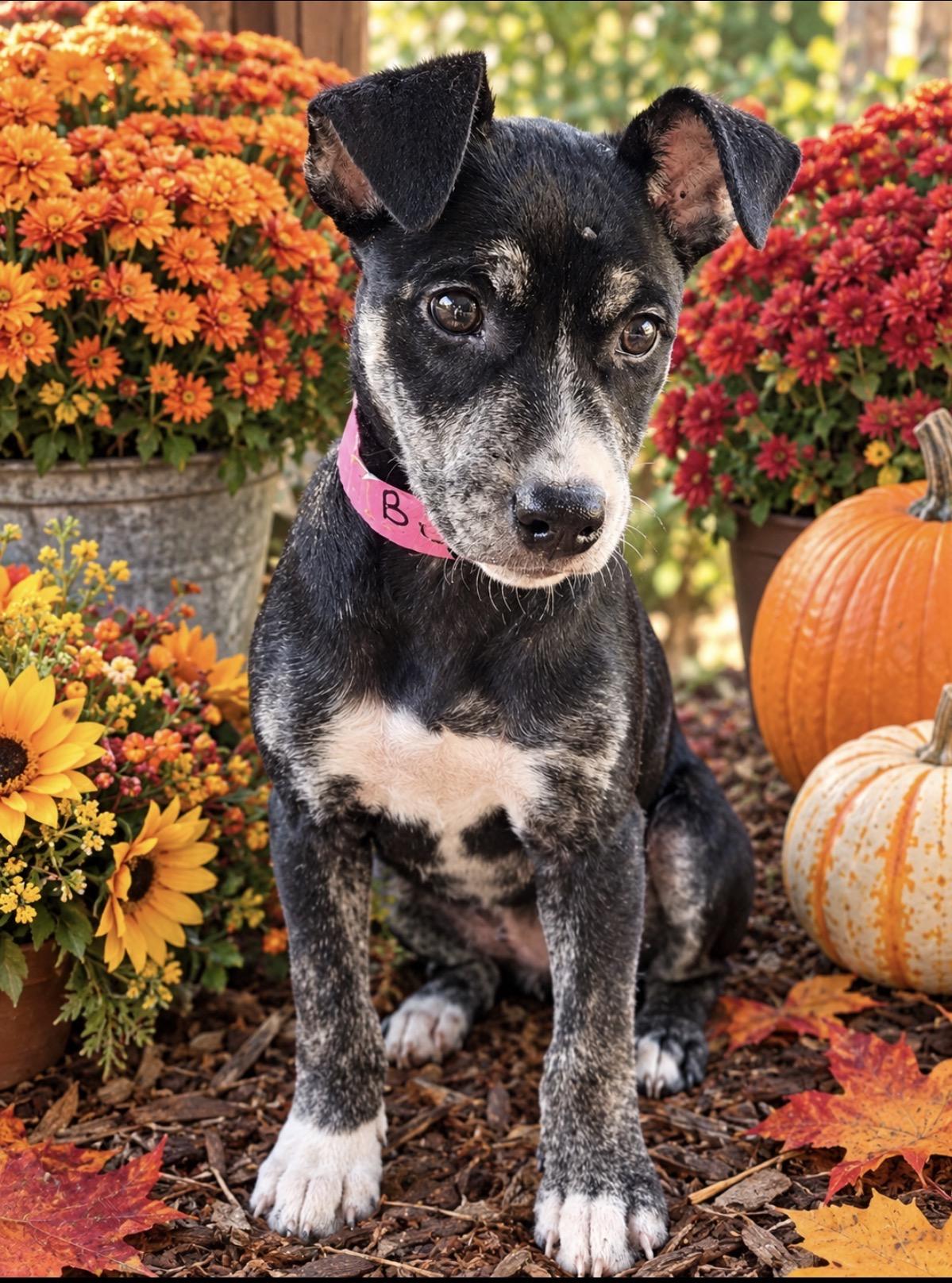 Betsy Lonestar, Adoptable, Puppy Female Terrier.