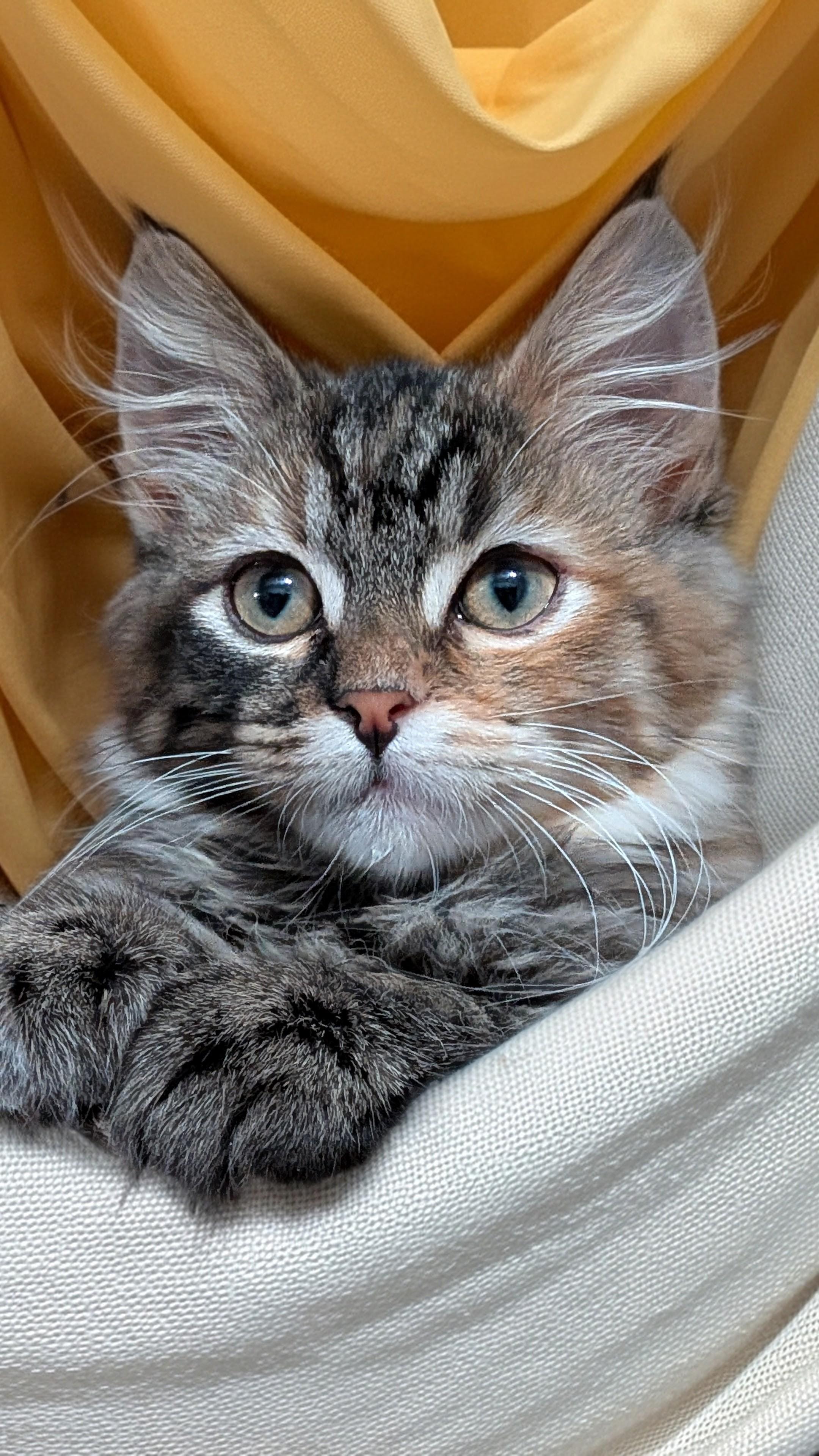 Isla
